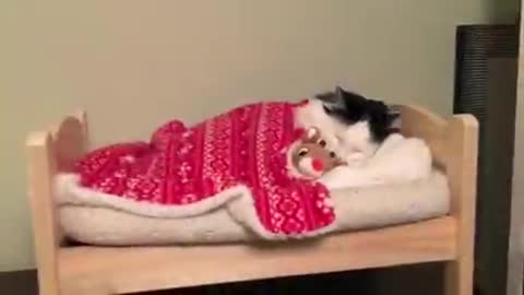 Cat sleep in his bed