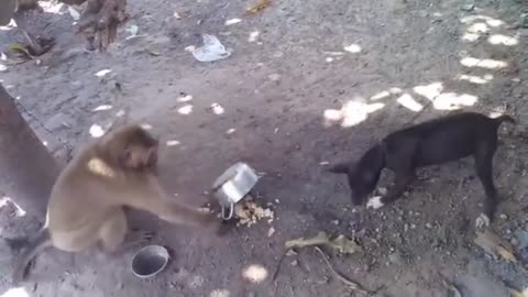Monkey and dog ki fight funny video