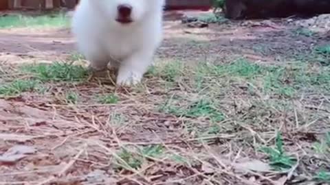 Cute puppycute - funny dog _shorts