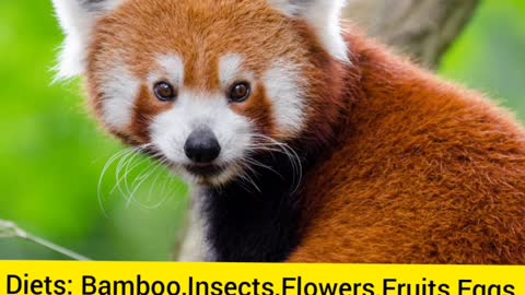 Red Panda Facts | Animals Facts