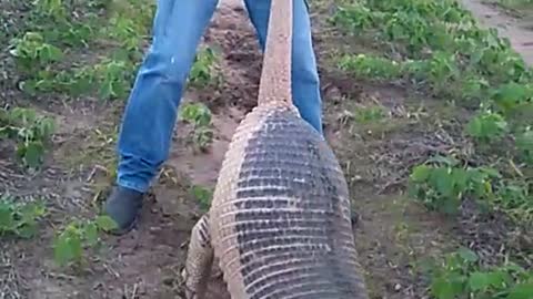 Farmers discovers insanely huge armadillo on their land