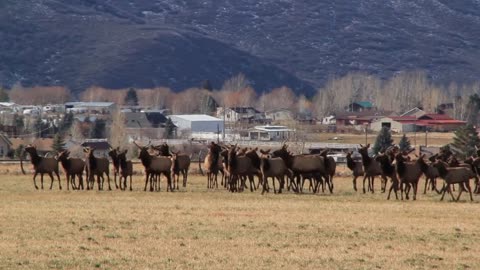 large herd of elk in field below mountain panning shot