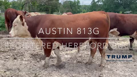 Registered Hereford Bull “Austin 813G”