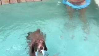 Brown dog catches toy under water