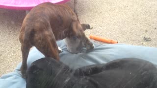 Playful boxer disrupts old boys nap. He is trying to rip up the bed.