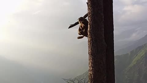 Monkeys are asking to film them