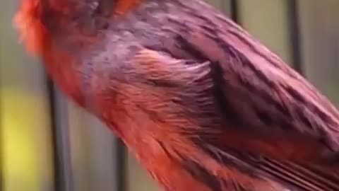 Oiseau oiseau 🐦