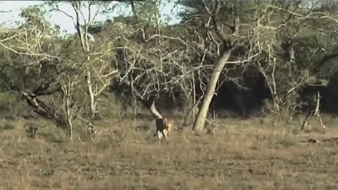 african lions