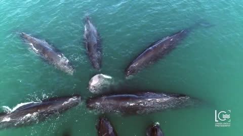 Sperm Whales / Cachalotes reunidos
