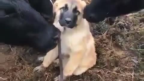Dog with cow having great friendship among them
