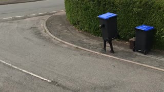 Trash Bin Doesn't Want to Be Taken Out