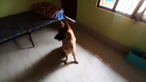 German Shepherd Puppy excited for food