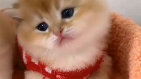 Cute kitten 🐱🐈#cat #kitten #shorts #cute #beautiful #cats #pets