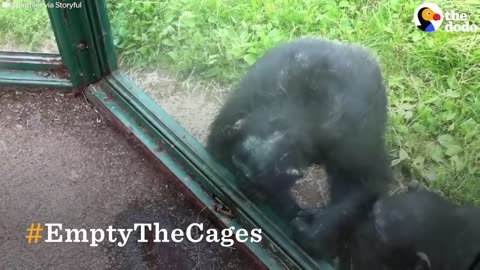 SMART Chimp Asks Zoo Visitors For Drink | The Dodo