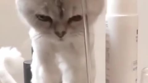 Cat Playing With Tap Water