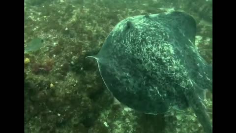 beautiful stingray swimming calmly