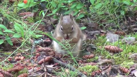 cute squirrels feeding