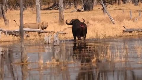 Drama - Lion and Buffalo fight - Moremi Game Reserve. Botswana