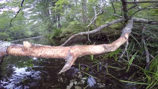 Beaver Chewed Tree