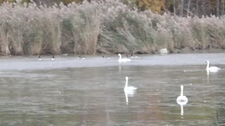 399 Toussaint Wildlife - Oak Harbor Ohio - Swans Pairing For Winter - Geese Present