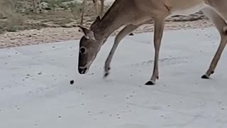 Do deer fetch?