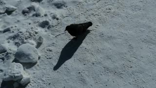 A lone dove walks in winter.