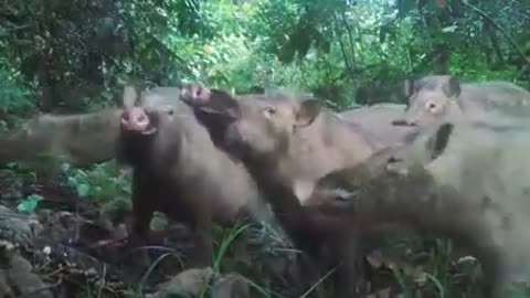 Pack of wild pigs looking for food