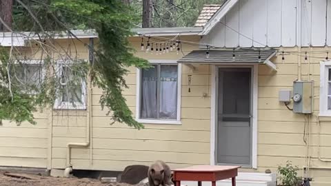 Bear Burrows Underneath House