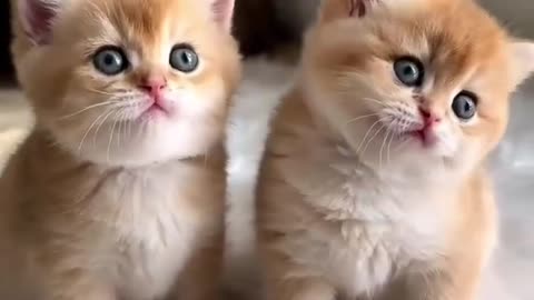 Funny animals video