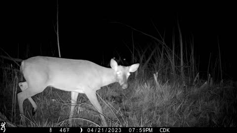 Deer Punches his Cousin