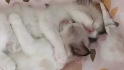 Cute cat video