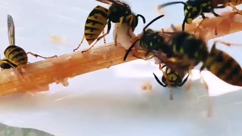 Amazing bees eat Greek souvlaki