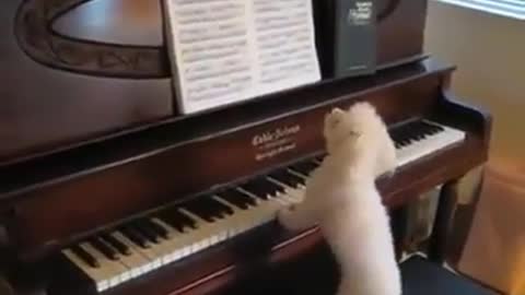 BeethoWoof - The Piano Dog