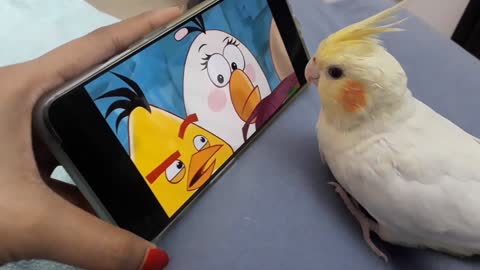 Birb watching Angry birds.