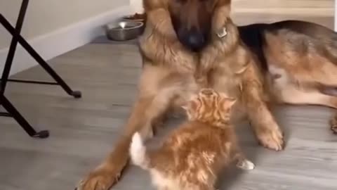 Cat and dog playing