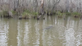 Louisiana Swamp Trip Alligator