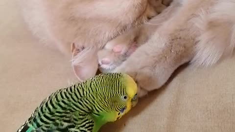 Птица заботится о коте, перебирает шерсть на лапе