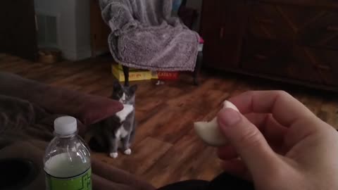 Miss Kitty Cheese Snack