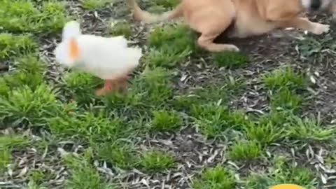 Funny Animals Fighting - Funny Animal Dancing