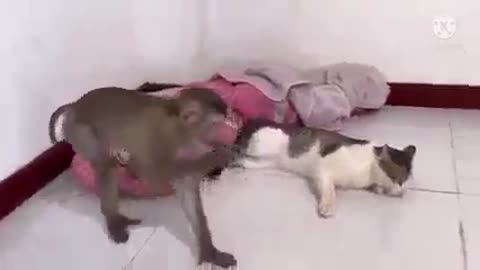monkey vs cat funne video