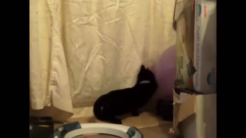 cat reaction to play balloon