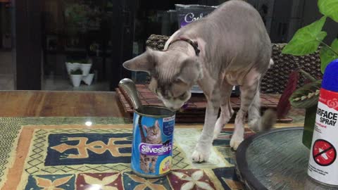 How Much Does A Sphynx Cat Like Aldi's Canned Cat Food?