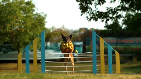 Dog Ball Basket Jump Pet Jumping 🐕🦮