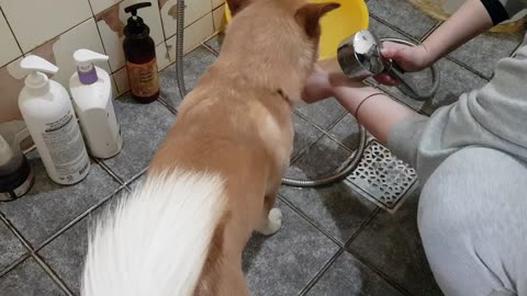 Taking a shower after walking a Korean dog :)