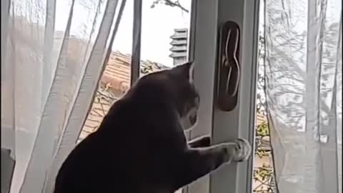 Cat try to open window