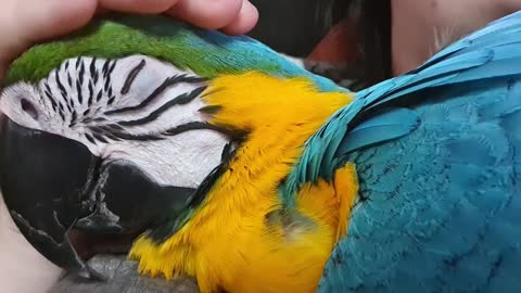 Petting my parrot until she fell asleep