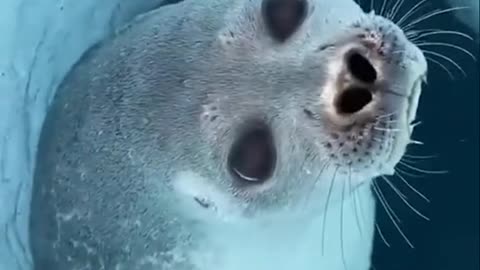 Little sea lion learns to swim for the first time, so cute