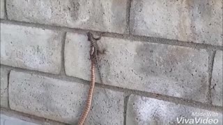 snake vs. Lizard Amazing Footage!