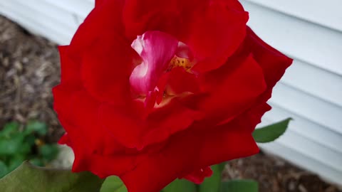 Roses For You From Petunia The Cats Backyard