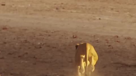 #Pack of #Lions #Hunting a #Giraffe #Intense #Chase